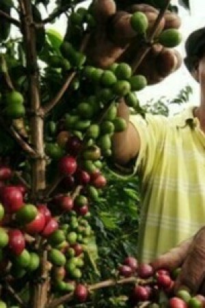 INDICADORES: café registra elevação no preço nesta quinta-feira (10) 